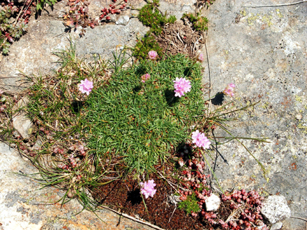 Armeria de roca